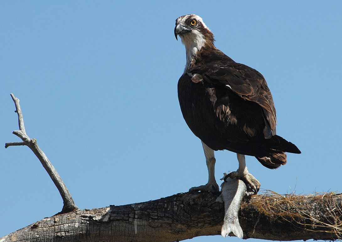 Osprey